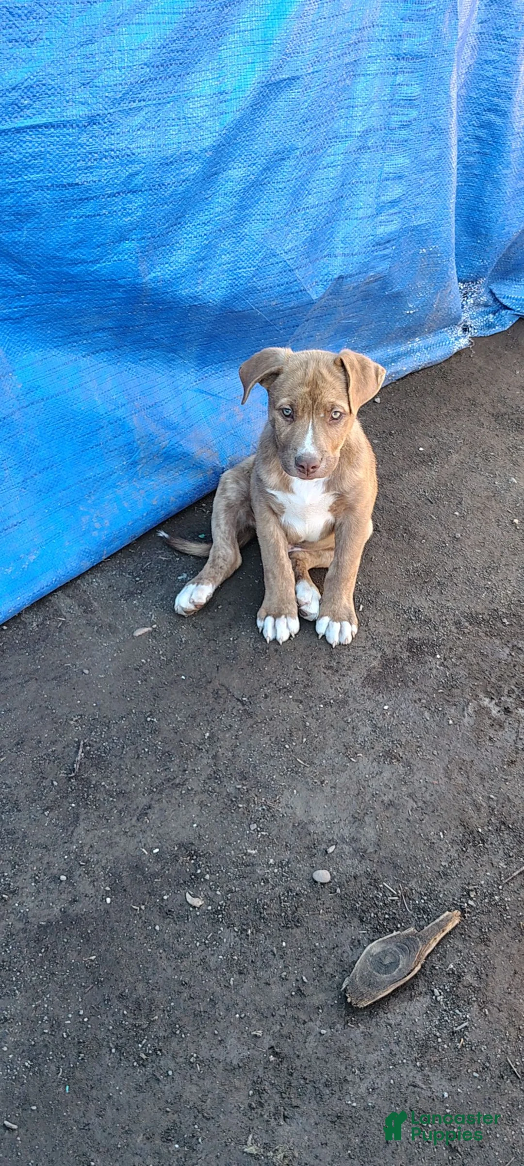 American Pit Bull Terrier dogs for sale: American Pit Bull Terrier 5 - Ad 1