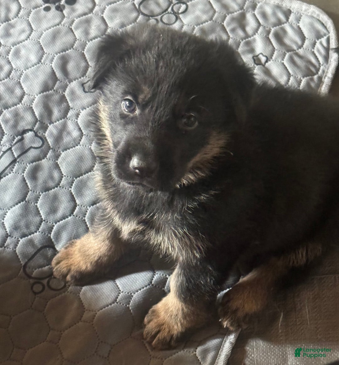 German Shepherd dogs for sale: German Shepherd Puppy 2 - Ad 1