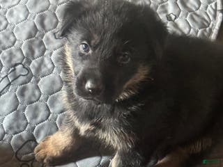 German Shepherd dogs German Shepherd Puppy 2 - Ad 26