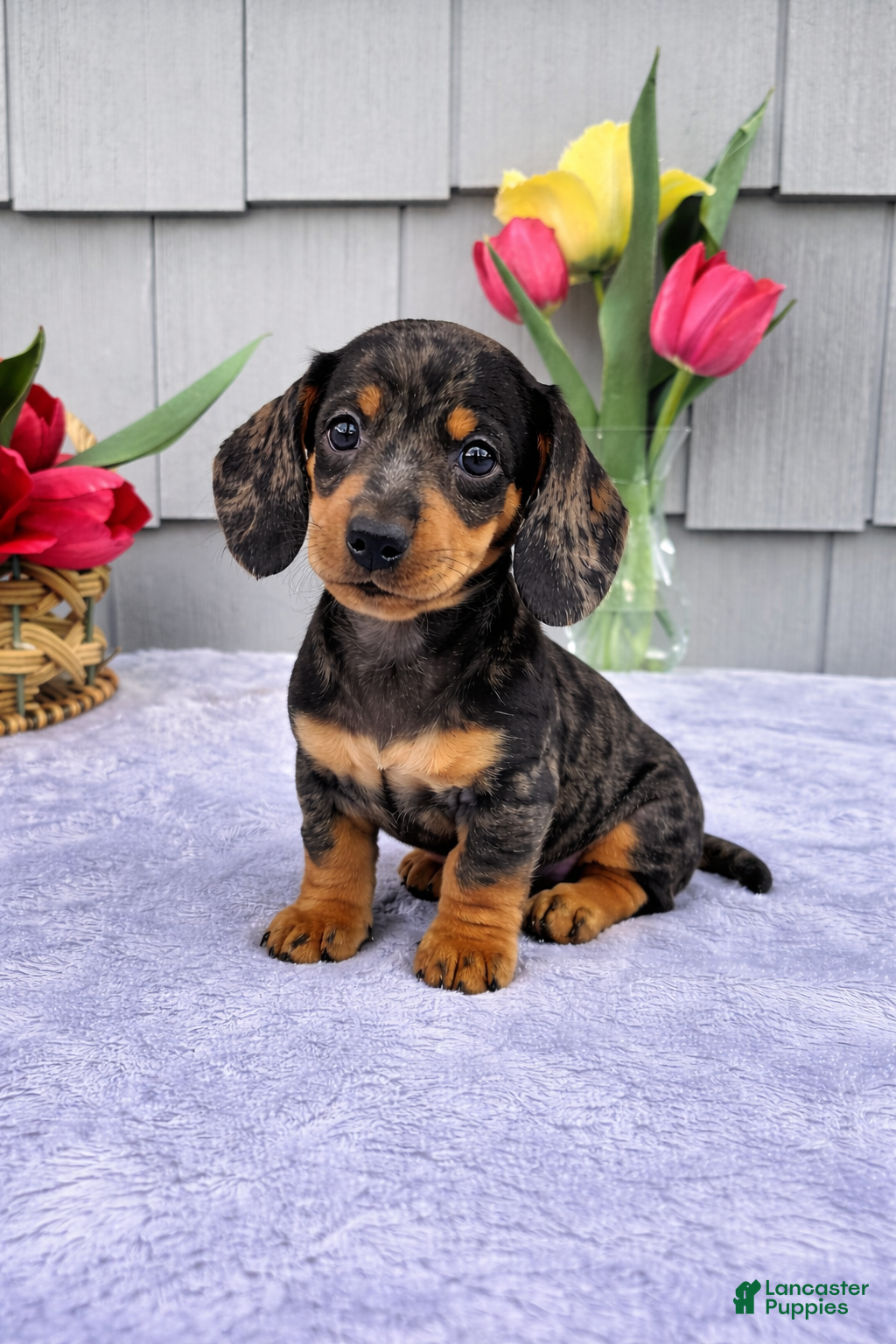Dachshund dogs Mia - Ad 2