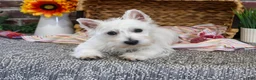 West Highland Terrier dogs for sale: Ophelia - Ad 6
