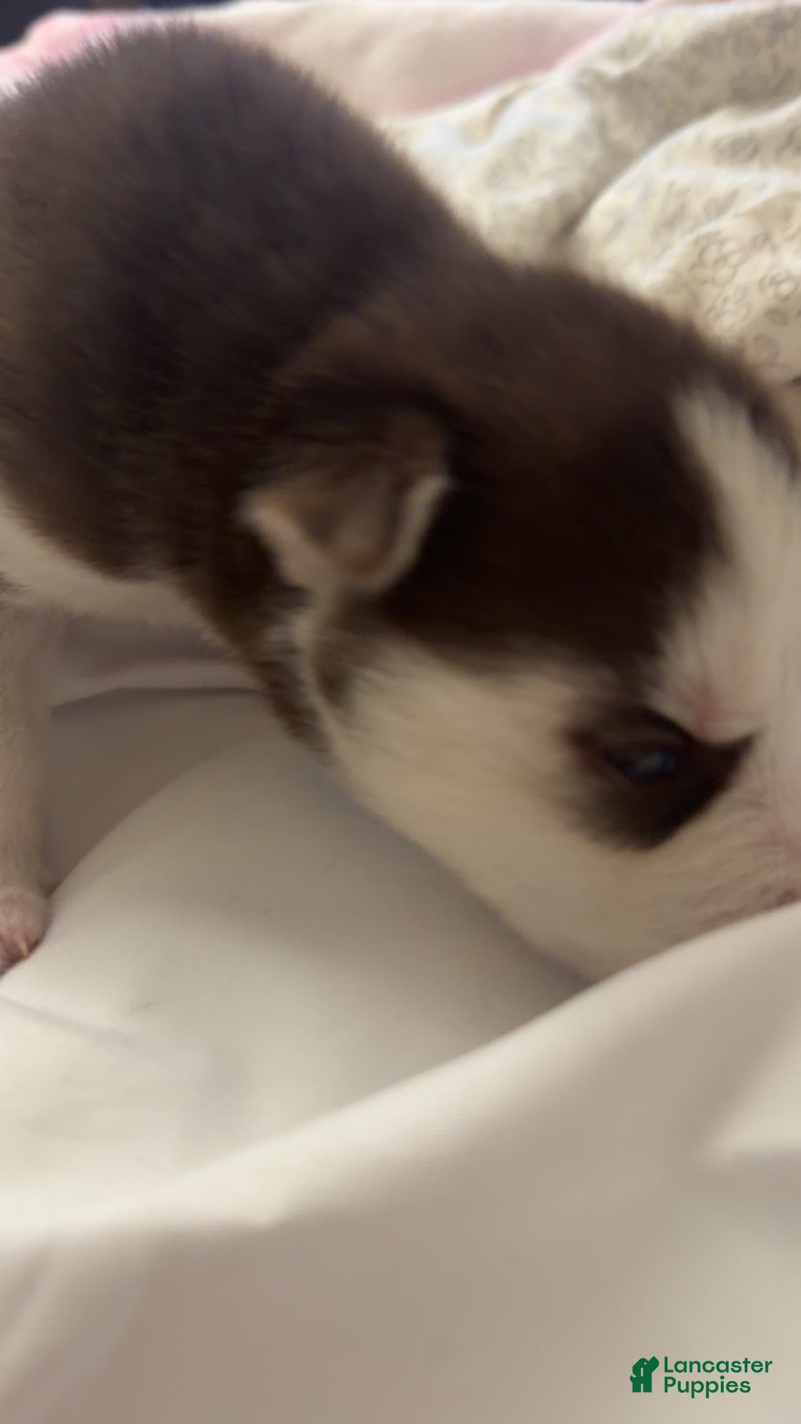 Siberian Husky dogs for sale: Siberian Husky 4 - Ad 1
