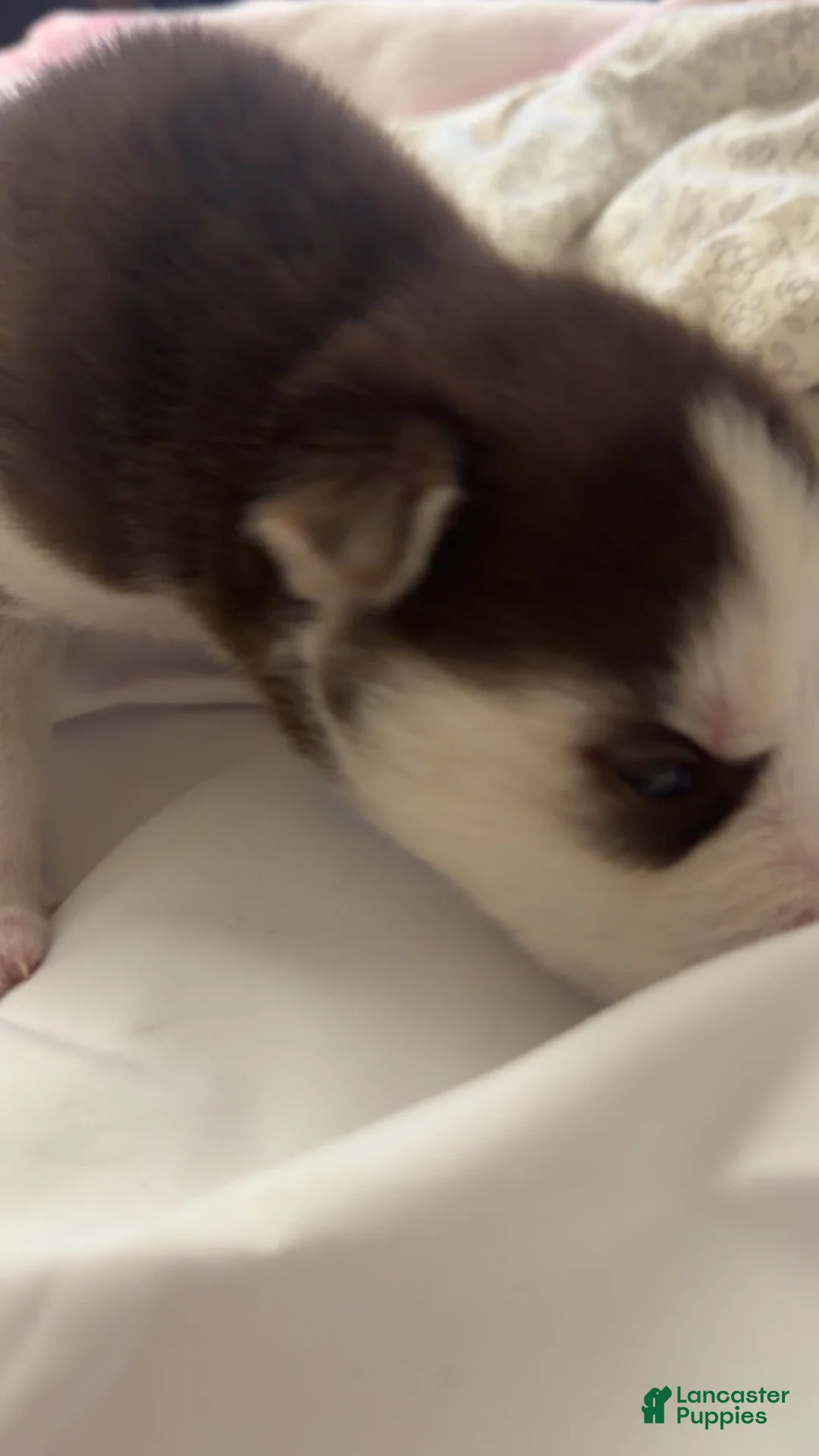 Siberian Husky dogs for sale: Siberian Husky 4 - Ad 1