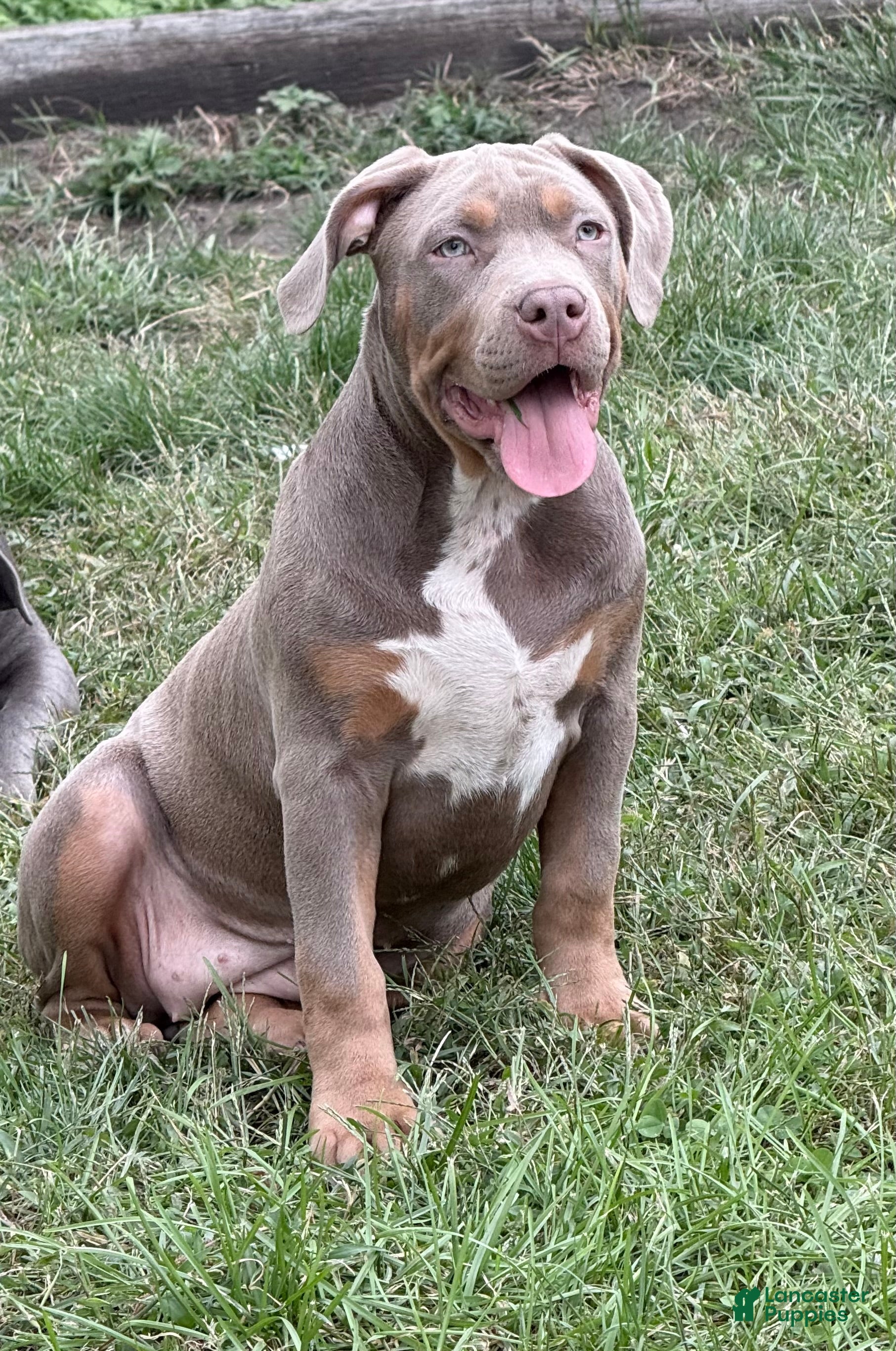 American Bully dogs Athena - Ad 2