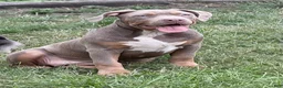 American Bully dogs for sale: Athena - Ad 2