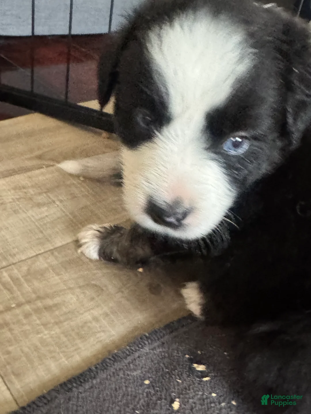 Miniature Australian Shepherd dogs for sale: Pirate - Ad 2