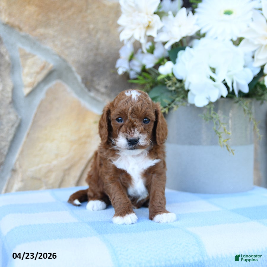 Cavapoo dogs Maple   - Ad 1