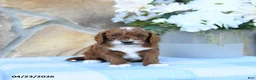 Cavapoo dogs for sale: Maple   - Ad 6