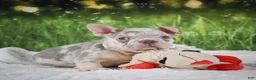 French Bulldog dogs for sale: Louie - Ad 2