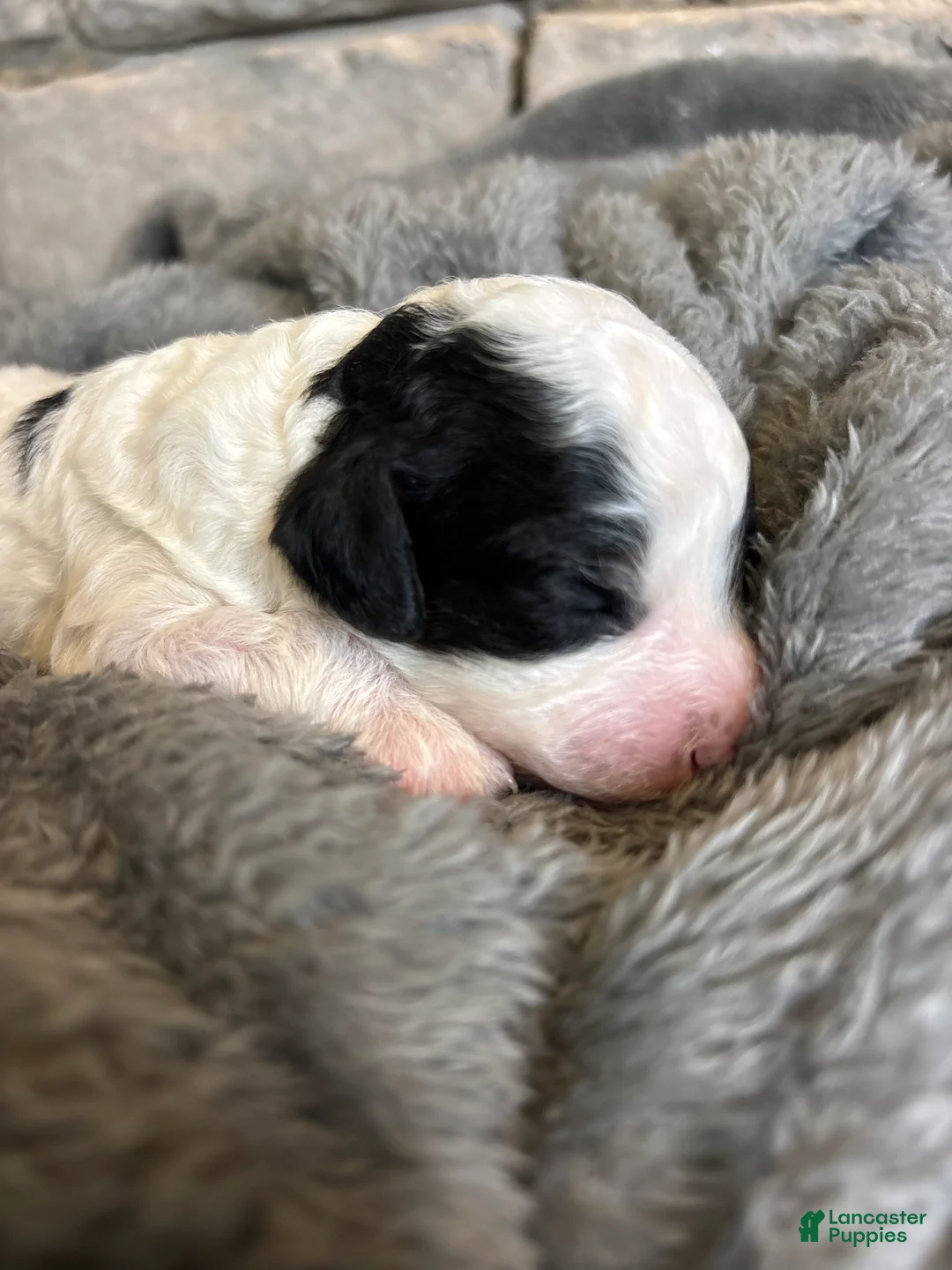 Cavapoo dogs for sale: Vienna - Ad 1