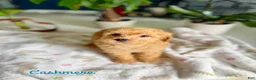 Toy Poodle dogs for sale: Toy Poodle 2 - Ad 1