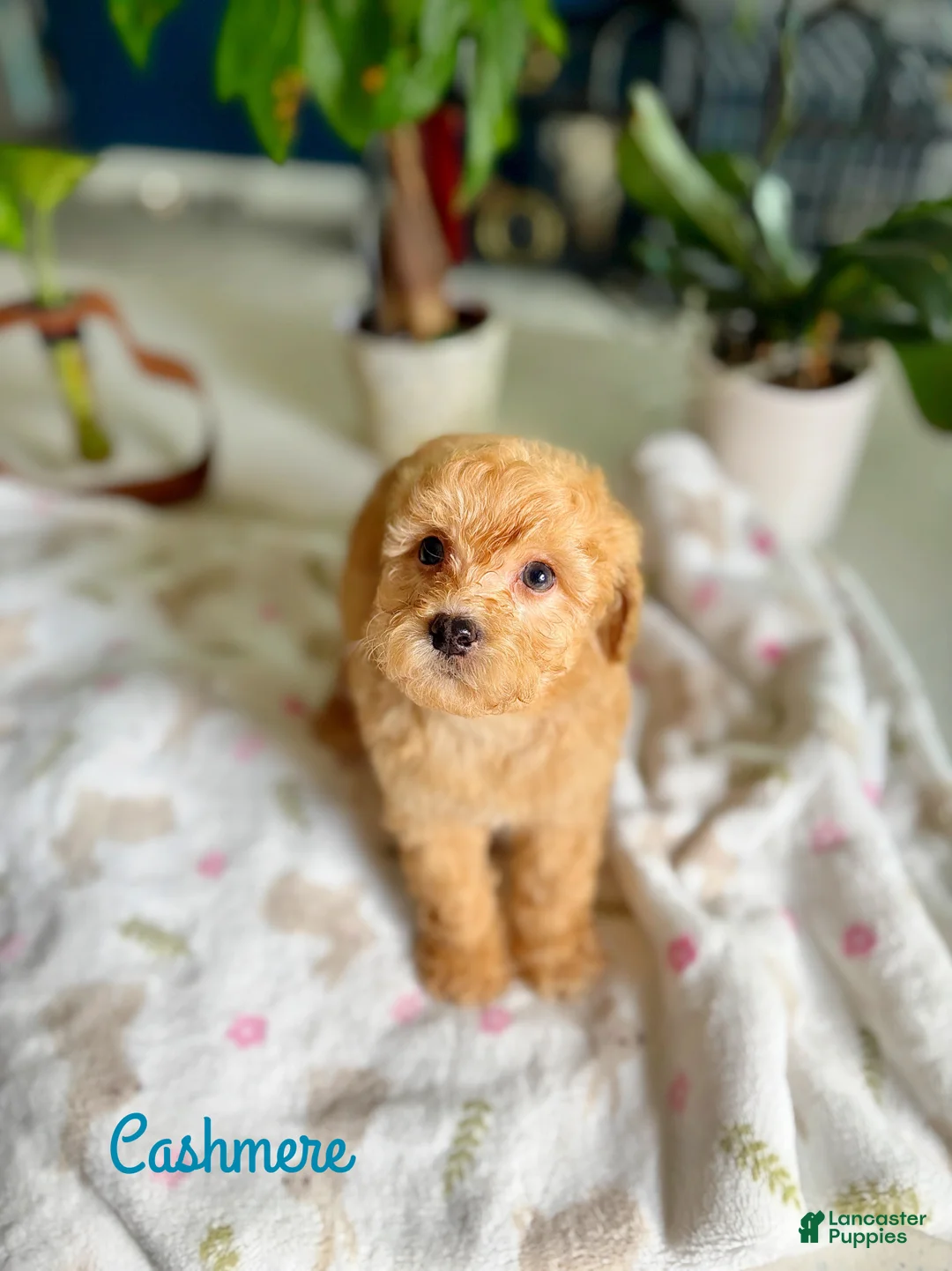 Toy Poodle dogs for sale: Toy Poodle 2 - Ad 1