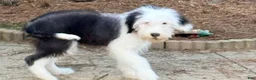 Old English Sheepdog dogs for sale: GUS  - Ad 9