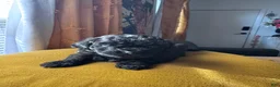 Shihpoo dogs for sale: Cupcake - Ad 7