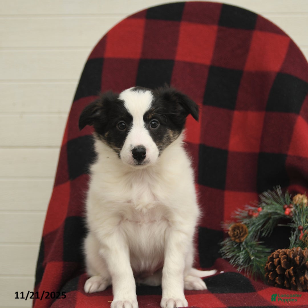 Mixed Breed dogs for sale: Paisley - Ad 5