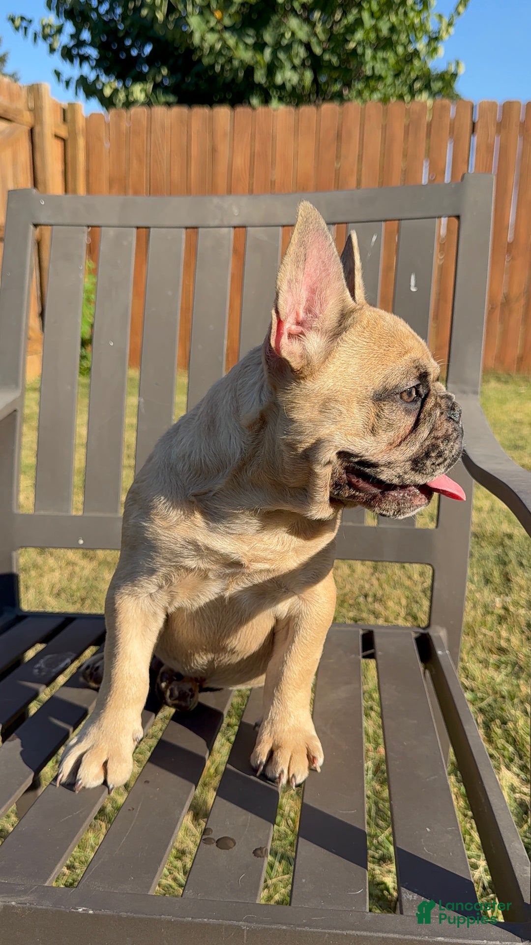 French Bulldog dogs for sale: French Bulldog  - Ad 7