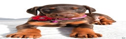 Doberman Pinscher dogs for sale: Lacey - Ad 4