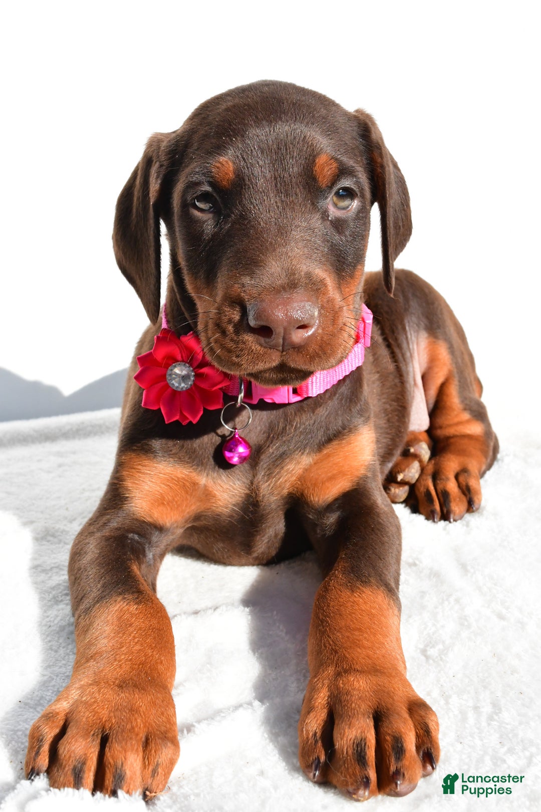Doberman Pinscher dogs for sale: Lacey - Ad 4