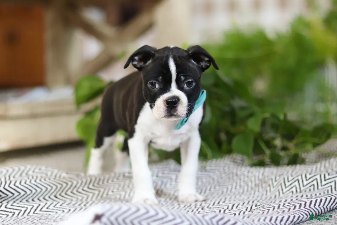 Boston Terrier dogs for sale: Snickers - Ad 6