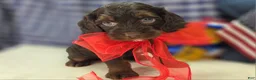 Cockapoo dogs for sale: Meeko - Ad 15