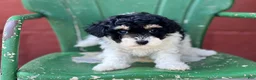 Havapoo dogs for sale: Felicia - Ad 1