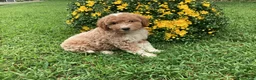 Mini Goldendoodle dogs for sale: Rocky - Ad 4