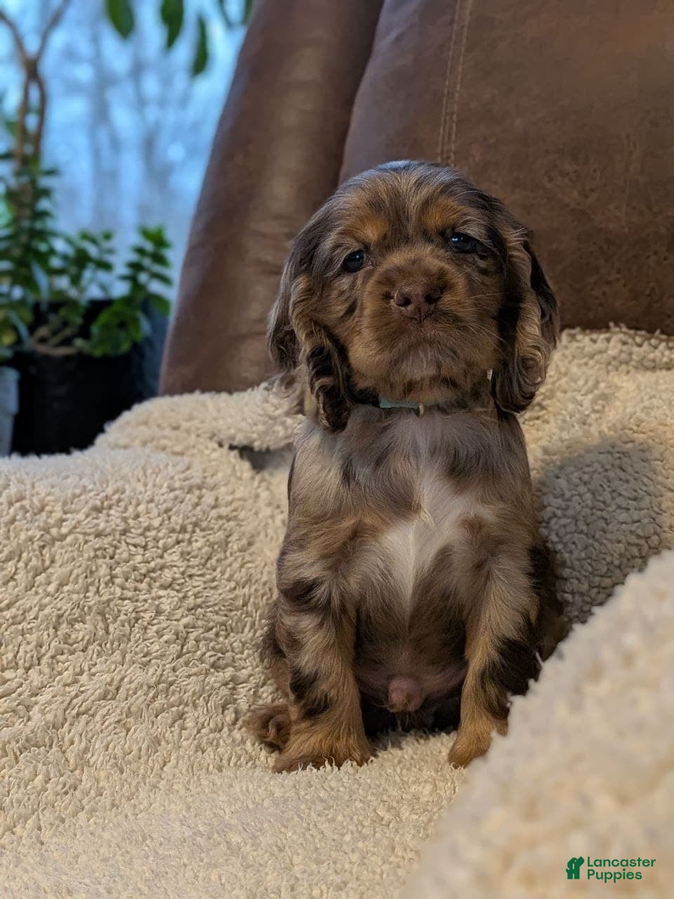 Cocker Spaniel dogs Vito - Ad 29