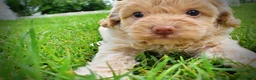 Havapoo dogs for sale: Valor - Ad 8