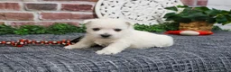 West Highland Terrier dogs for sale: Oscar  - Ad 7