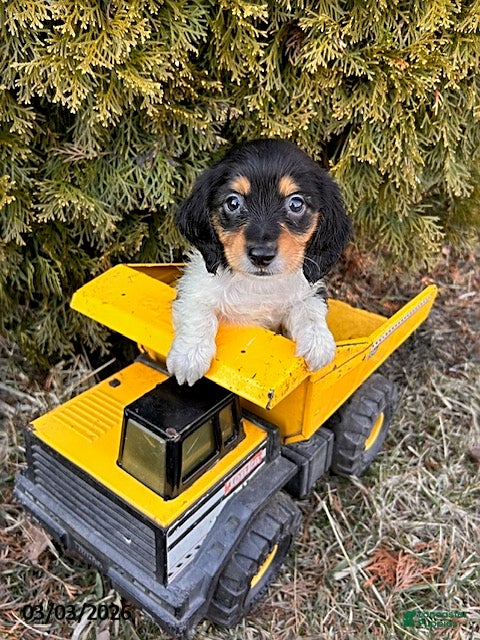 Dachshund dogs Cruz - Ad 1