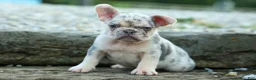 French Bulldog dogs for sale: Spencer 🐾 - Ad 3