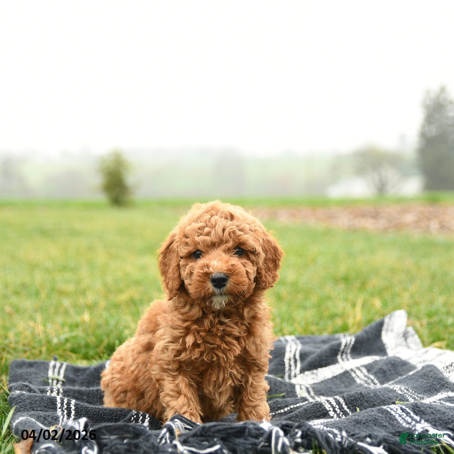 Mini Goldendoodle dogs Tracy - Ad 1