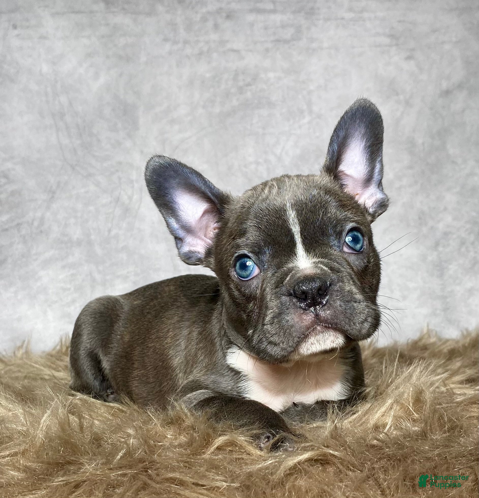 Frenchton dogs Mr. Finn - Ad 2