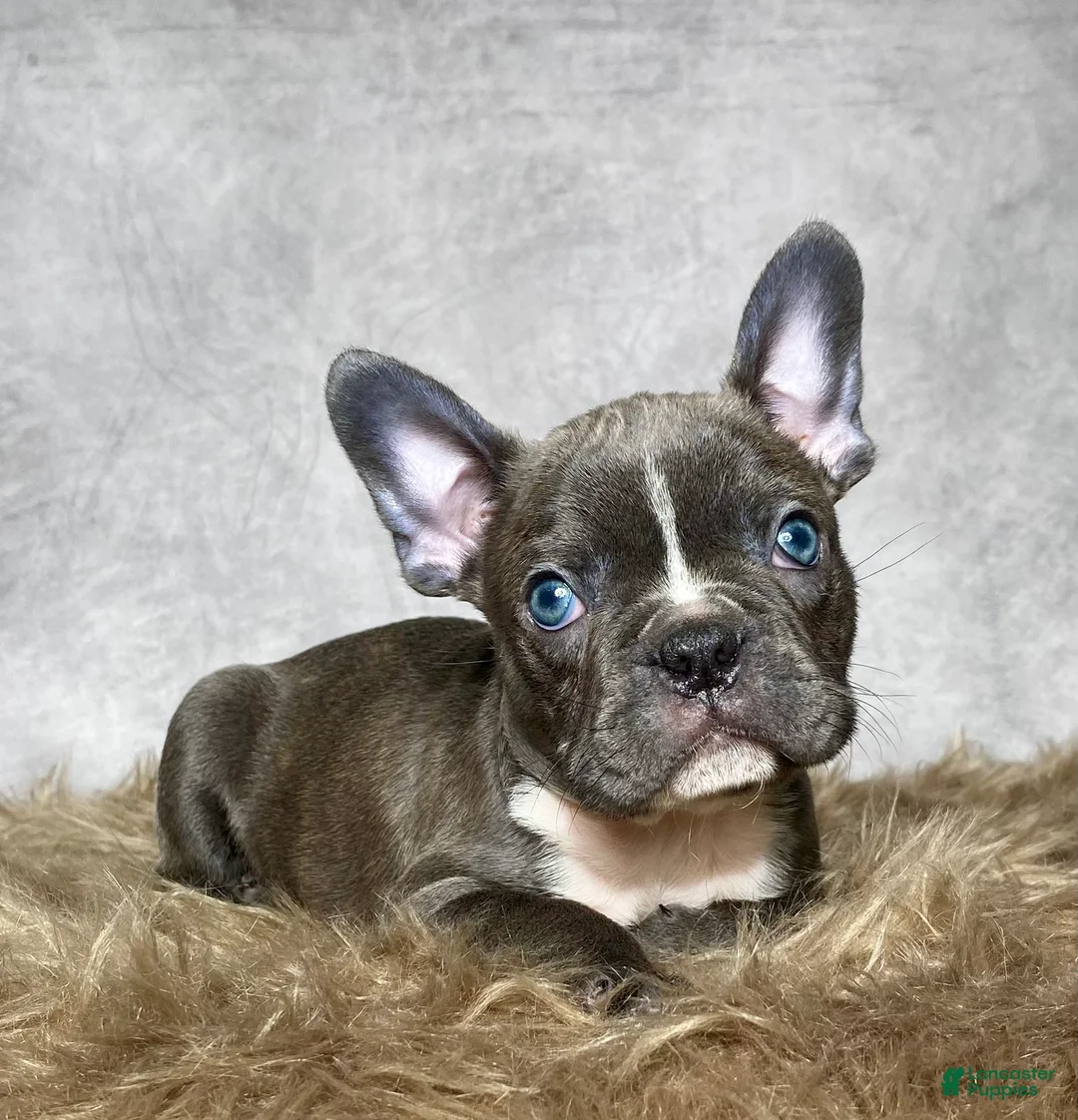 Frenchton dogs for sale: Mr. Finn - Ad 2