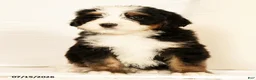 Bernedoodle dogs for sale: Rusty - Ad 3