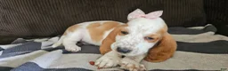 Basset Hound dogs for sale: Basset Hound 3 - Ad 12