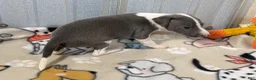 Italian Greyhound dogs for sale: Camo AKC - Ad 4