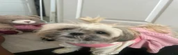 Shih Tzu dogs for sale: Shih Tzu 1 Breezy  - Ad 6