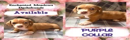 Miniature Dachshund dogs for sale: Purple Collar - Ad 2