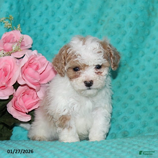 Bichpoo dogs Hope - Ad 2