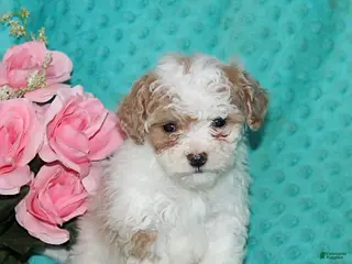 Bichpoo dogs Hope - Ad 2