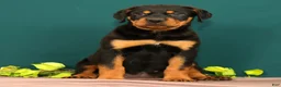 Rottweiler dogs for sale: Trixie - Ad 3