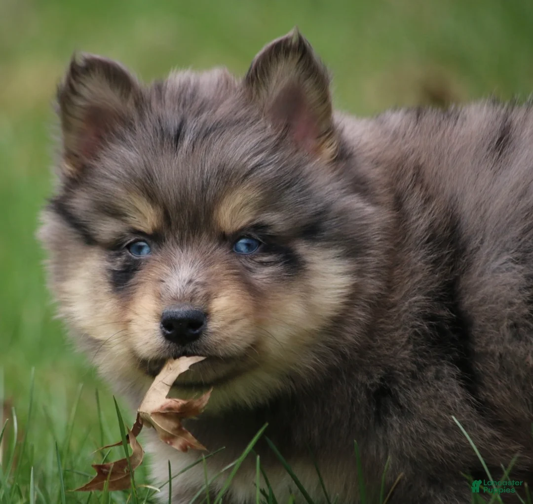 Pomsky dogs for sale: Checkers  - Ad 2