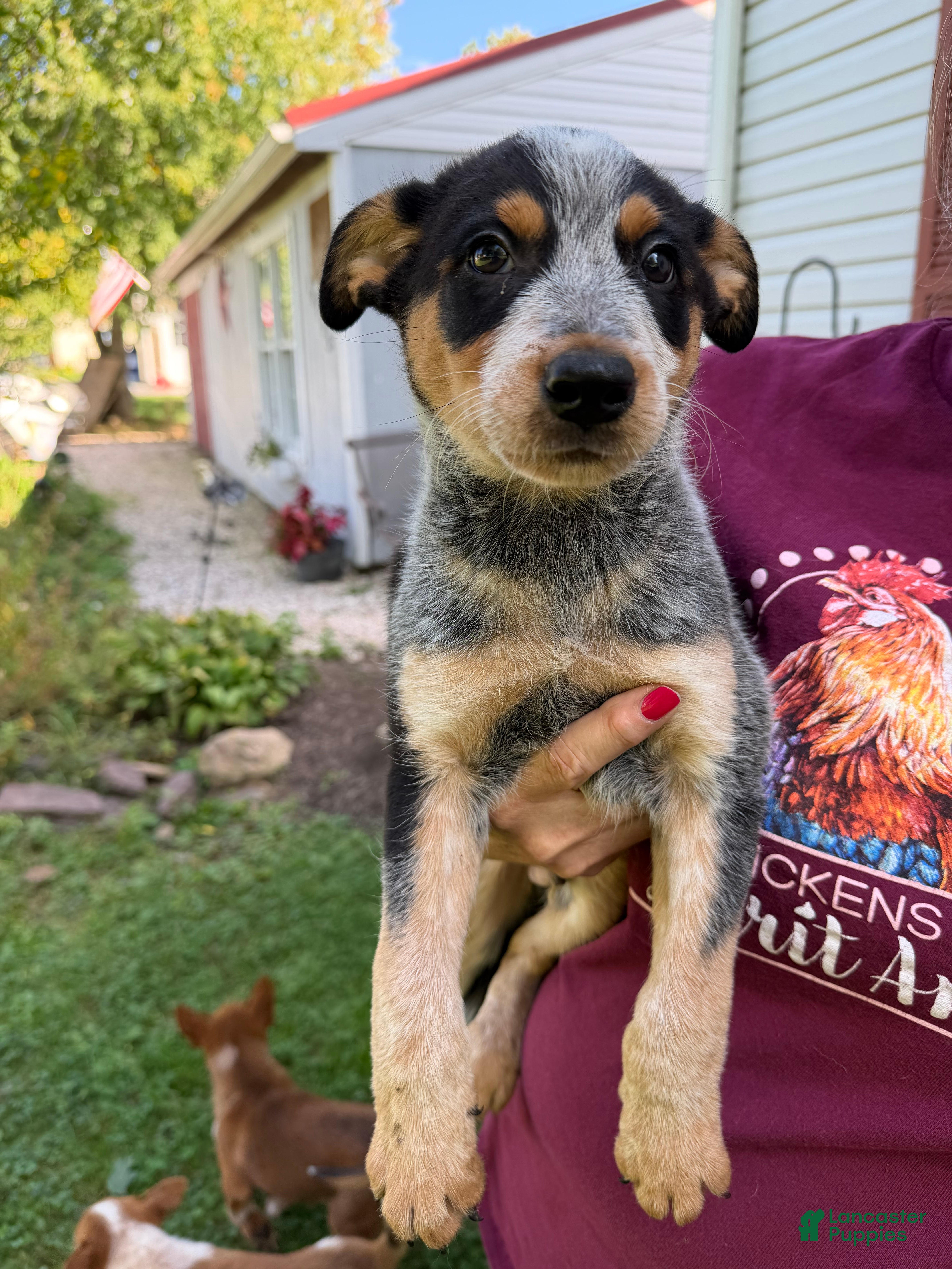 Australian Cattle Dog