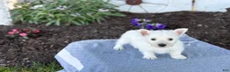 West Highland Terrier dogs for sale: Bandit - Ad 7
