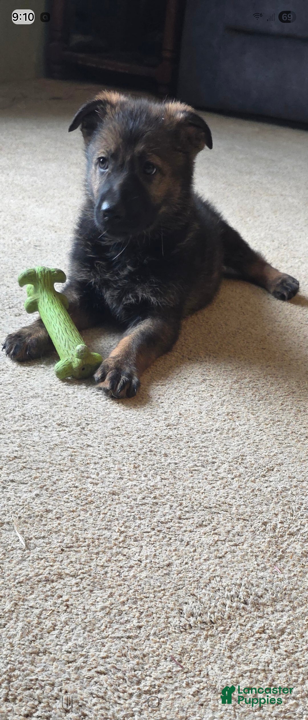 German Shepherd dogs for sale: German Shepherd Puppy 2 - Ad 2