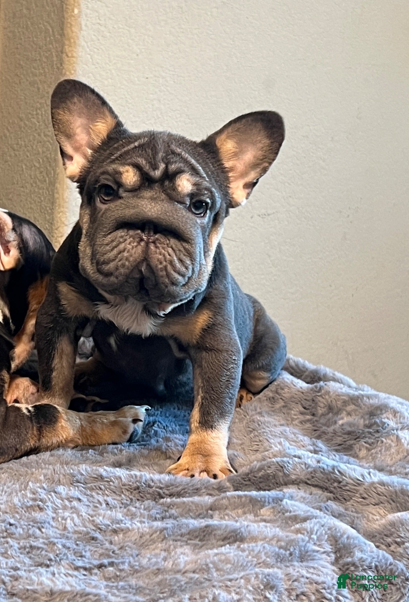 French Bulldog dogs Lily may - Ad 26