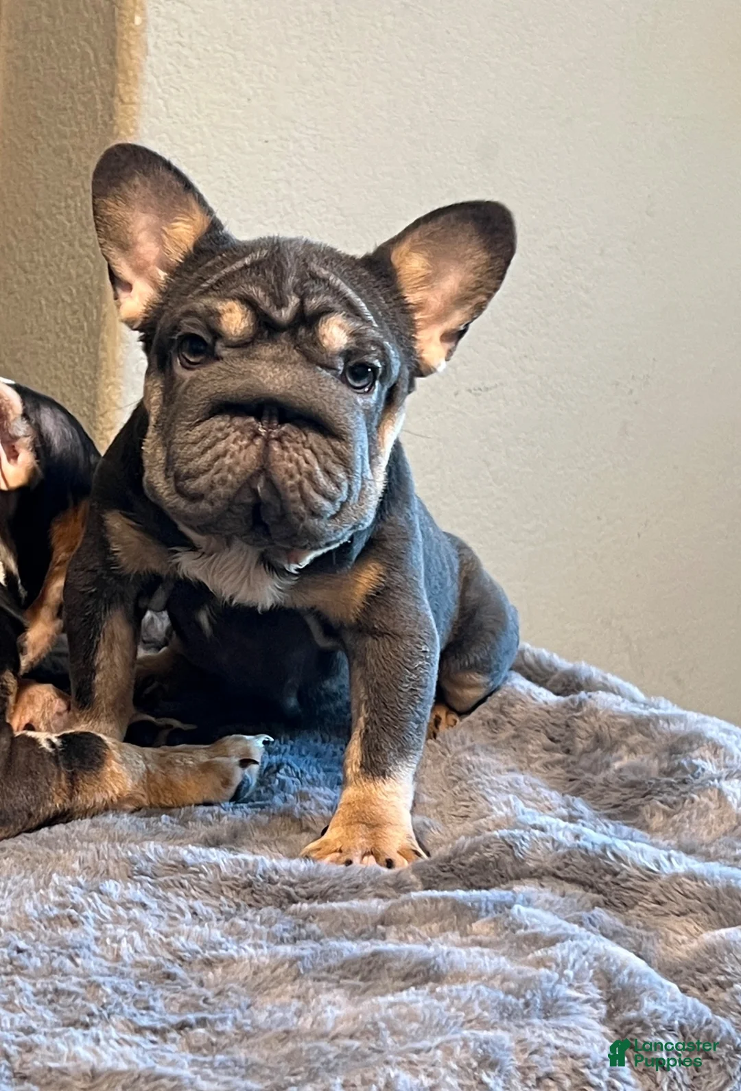 French Bulldog dogs for sale: Lily may - Ad 1