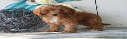 Cavapoo dogs for sale: Delilah - Ad 4