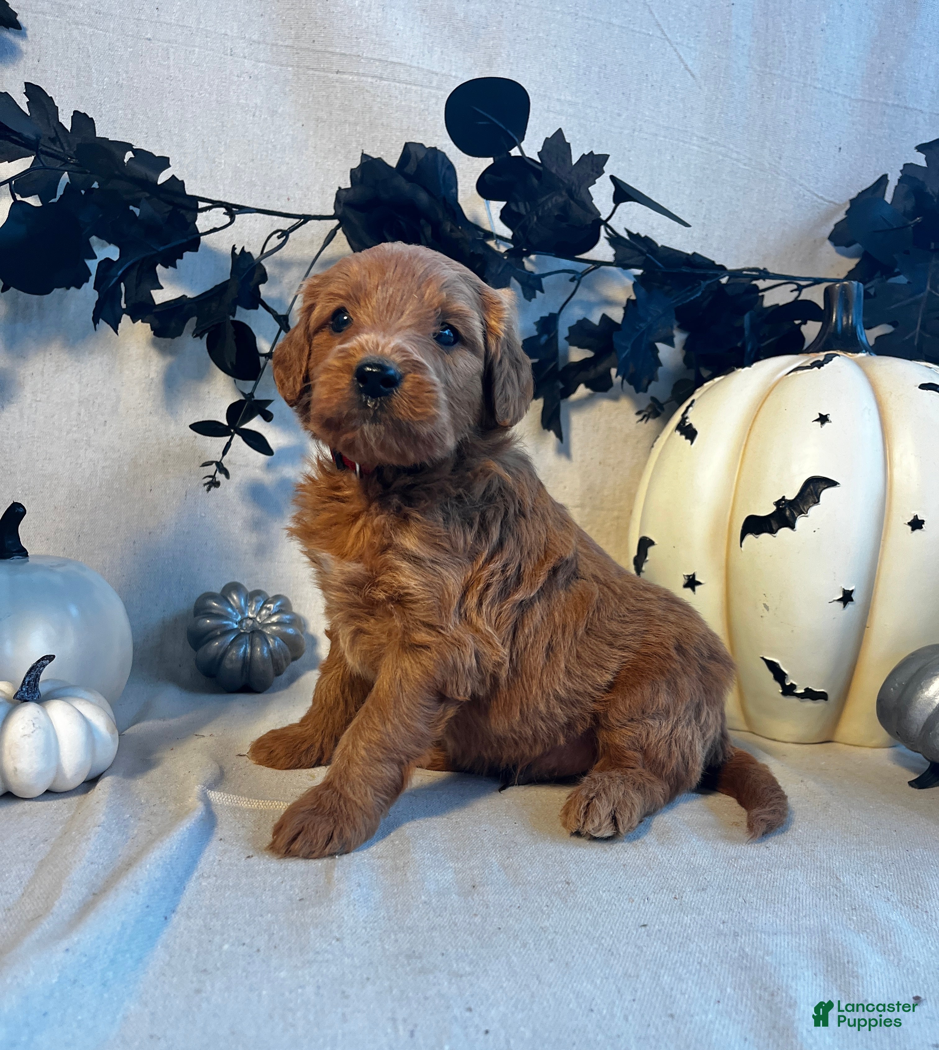 Goldendoodle dogs Red Collar-Pete - Ad 7